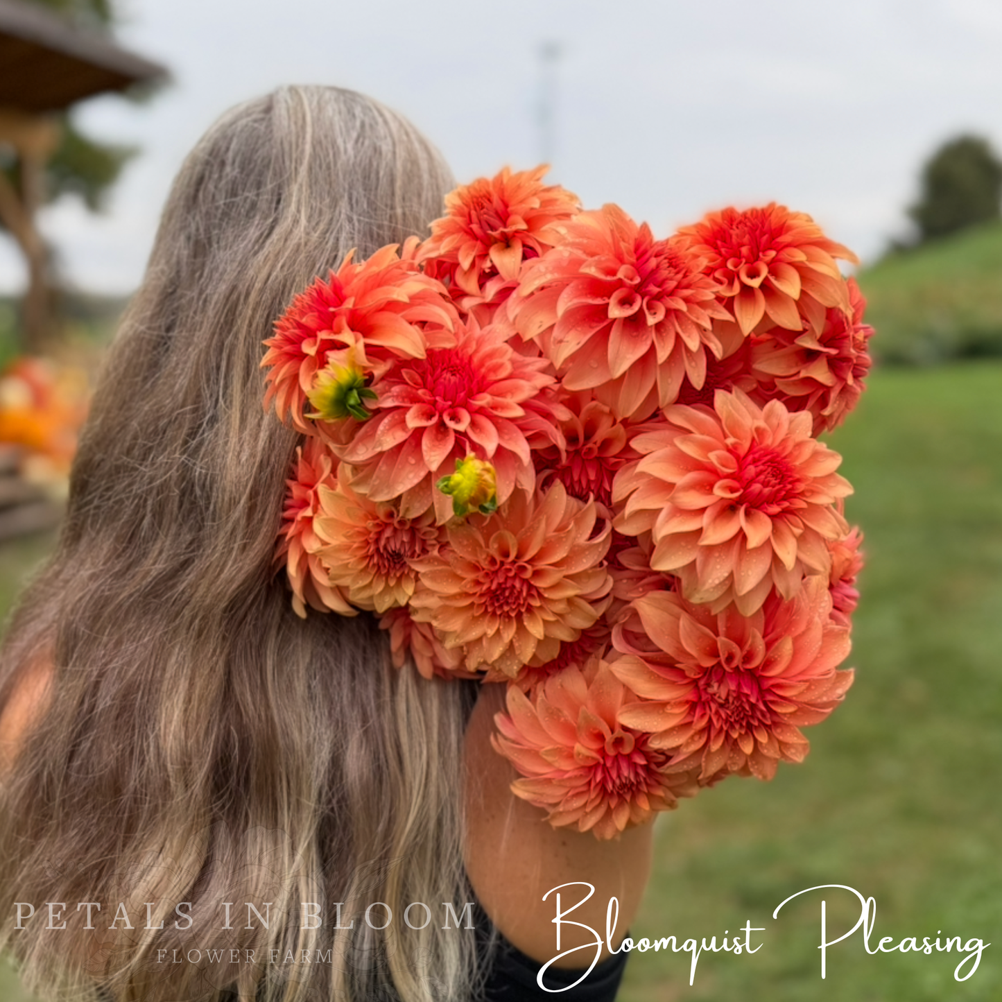 
                  
                    Bloomquist Pleasing Dahlia Tuber
                  
                
