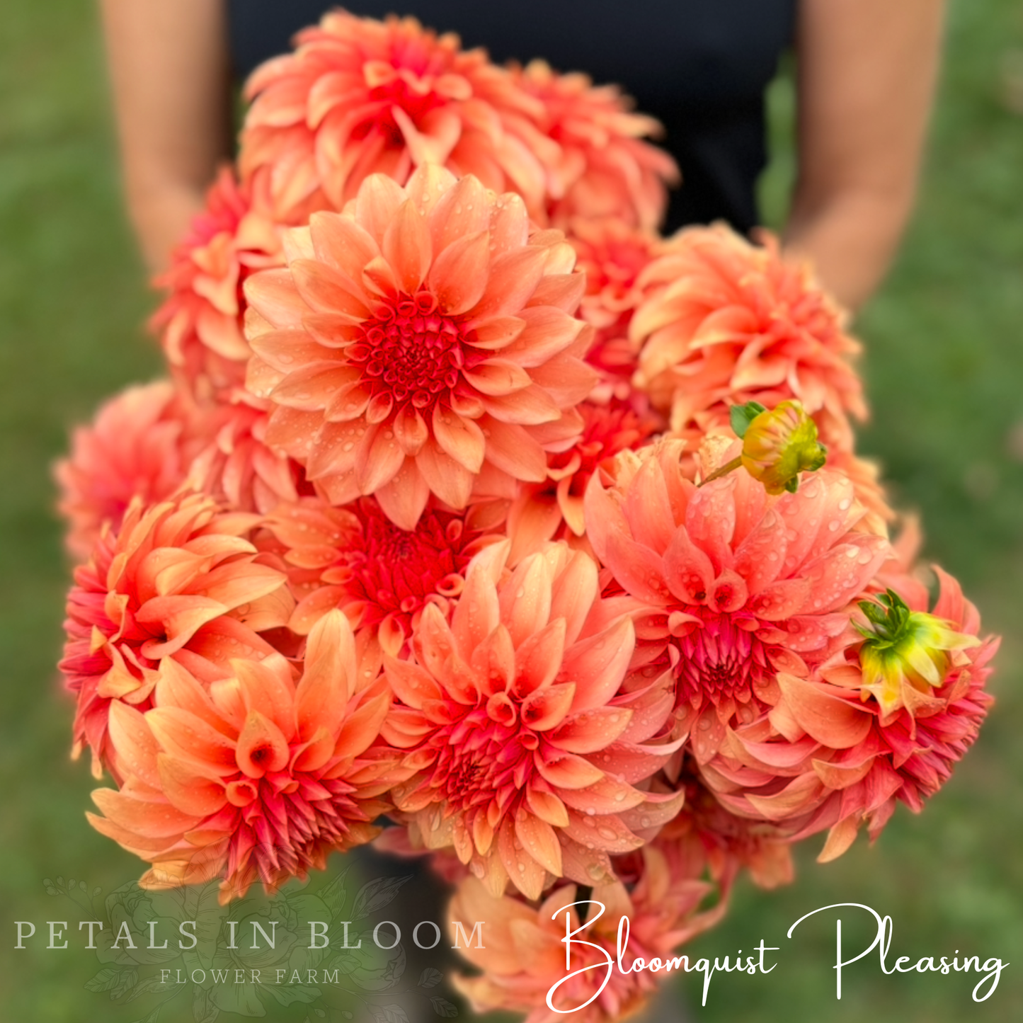
                  
                    Bloomquist Pleasing Dahlia Tuber
                  
                