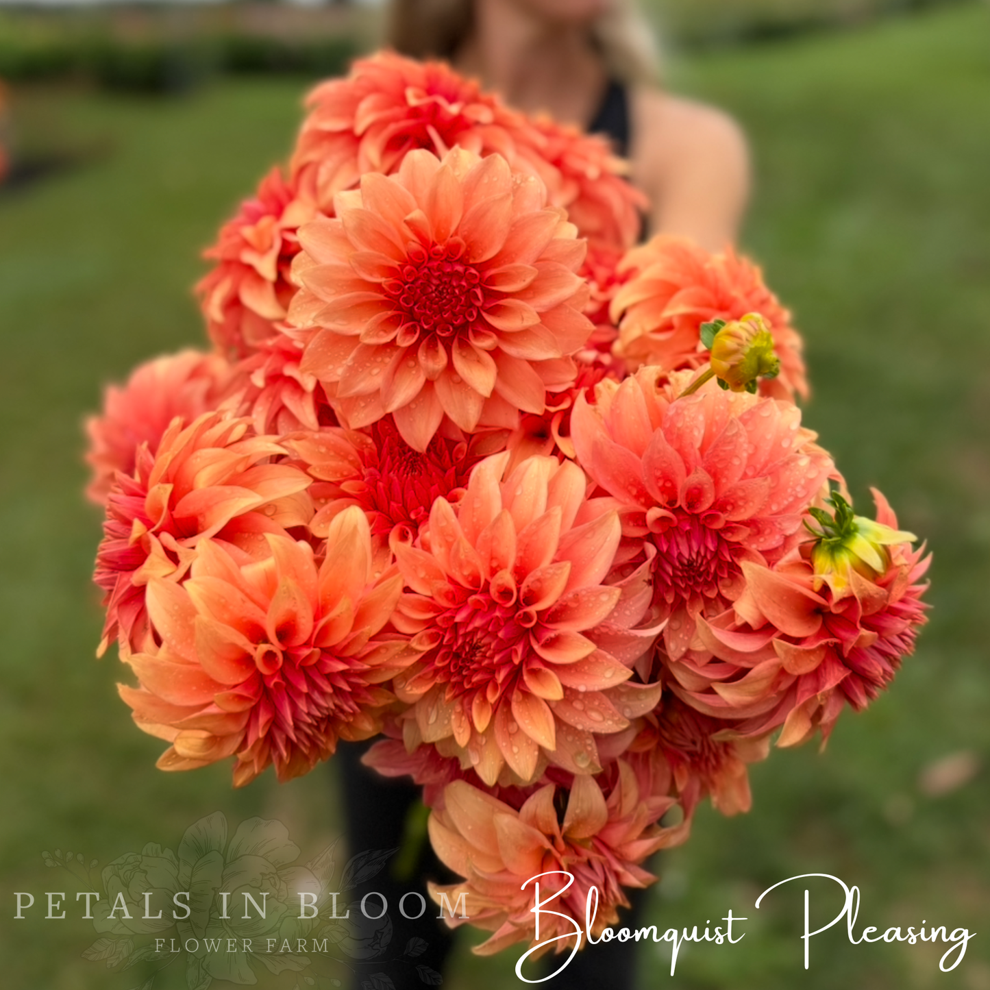 
                  
                    Bloomquist Pleasing Dahlia Tuber
                  
                