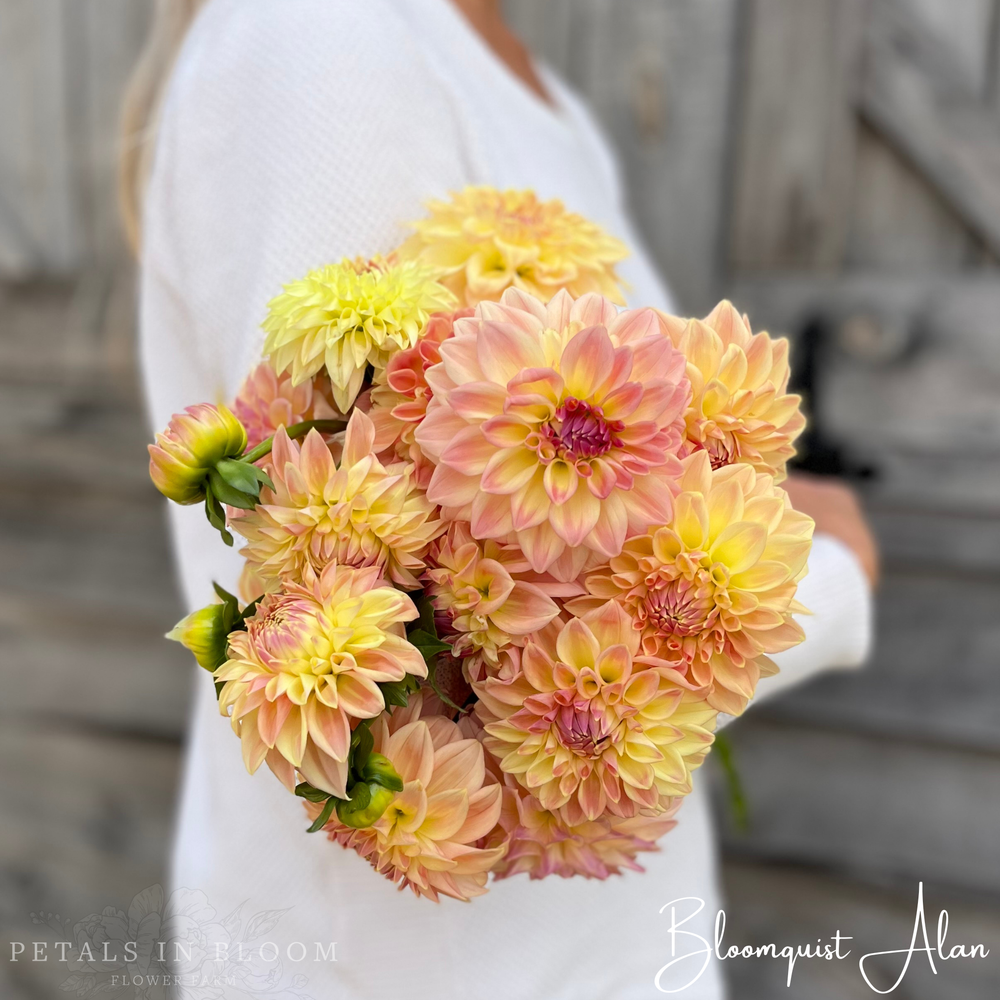 Bloomquist Alan Dahlia Tuber – Petals In Bloom Flower Farm