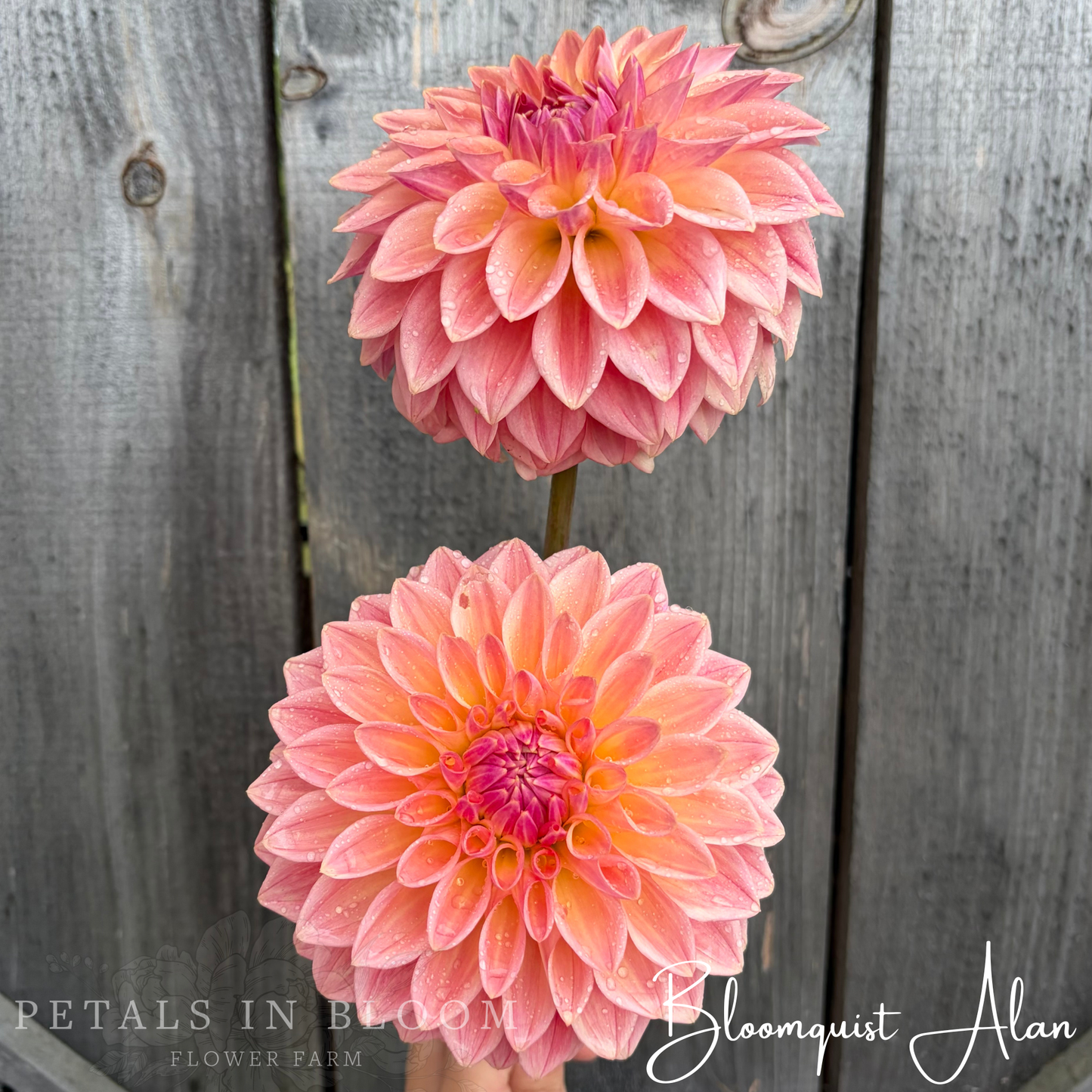 
                  
                    Bloomquist Alan Dahlia Tuber
                  
                