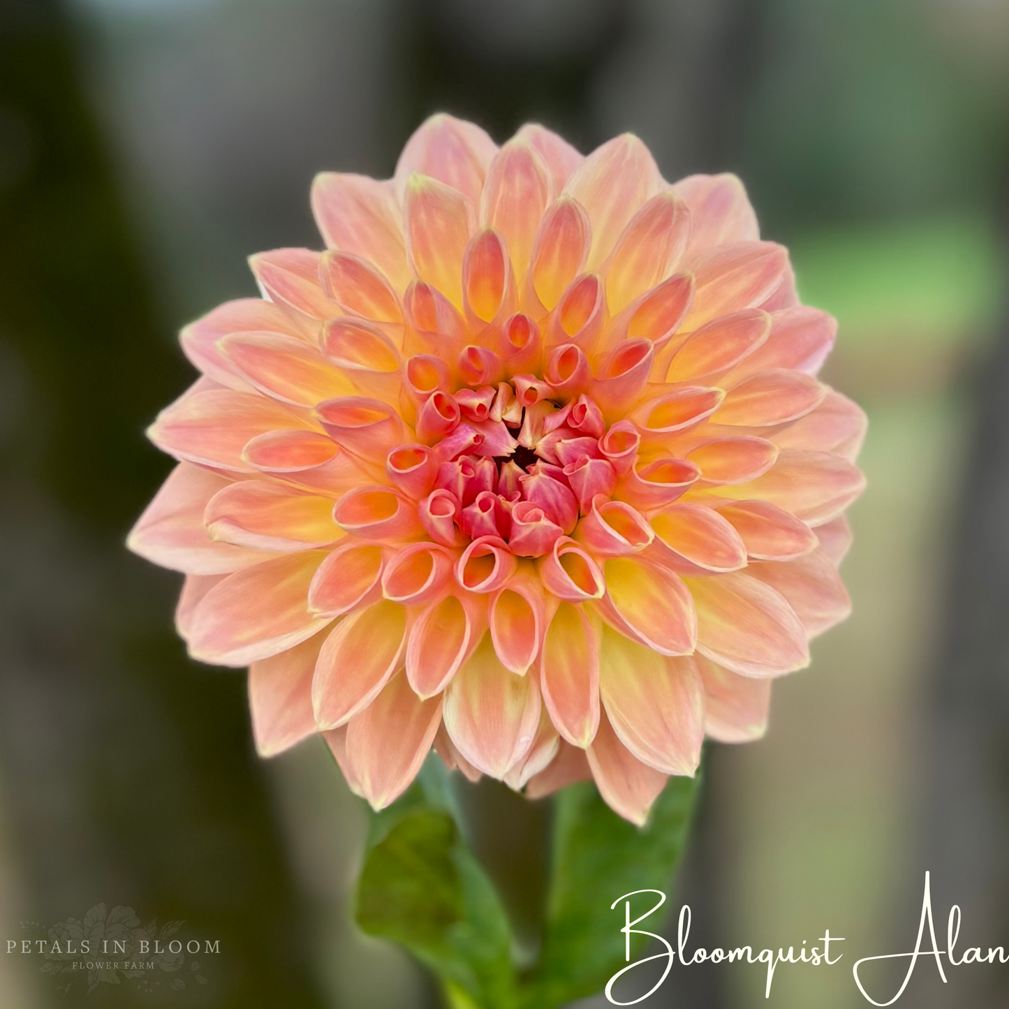 
                  
                    Bloomquist Alan Dahlia Tuber
                  
                