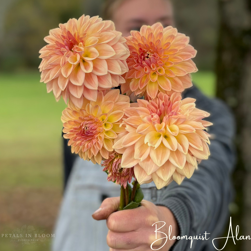 
                  
                    Bloomquist Alan Dahlia Tuber
                  
                