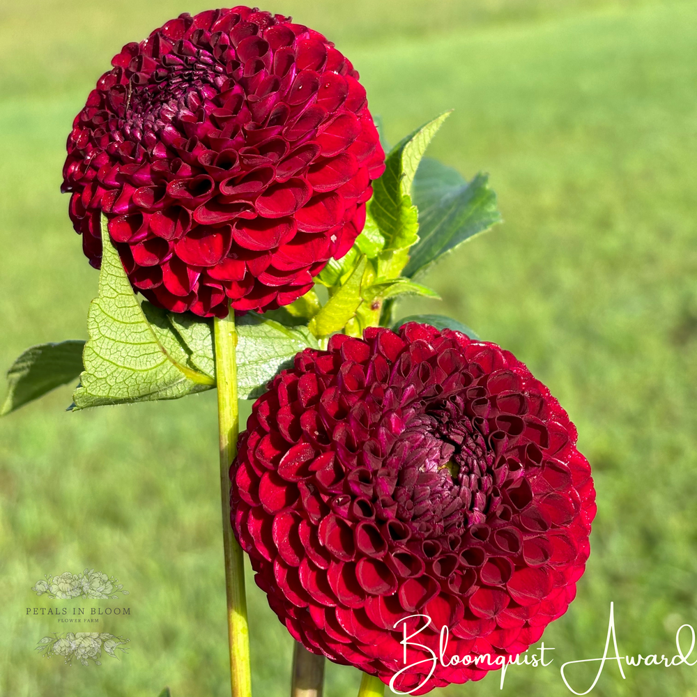 Bloomquist Award Dahlia Tuber