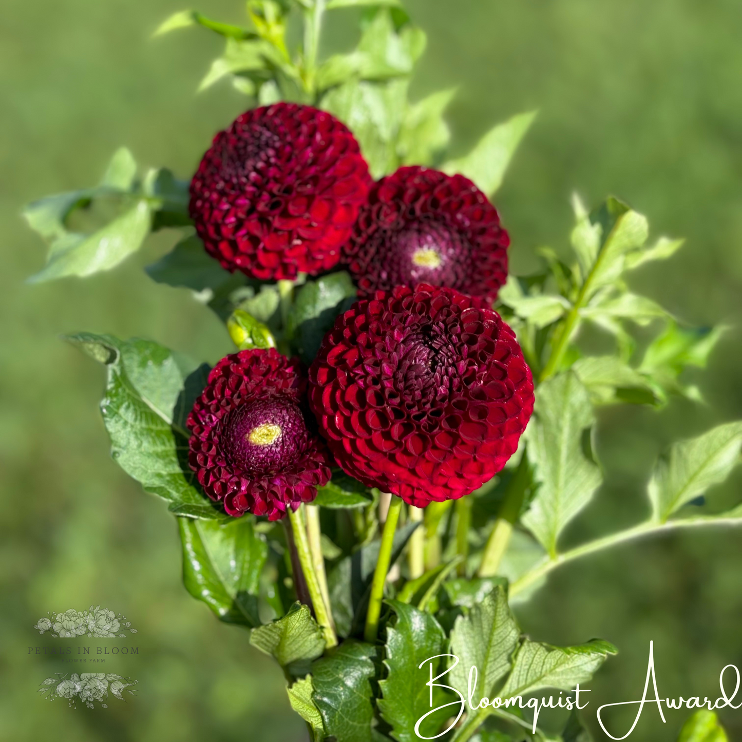 
                  
                    Bloomquist Award Dahlia Tuber
                  
                