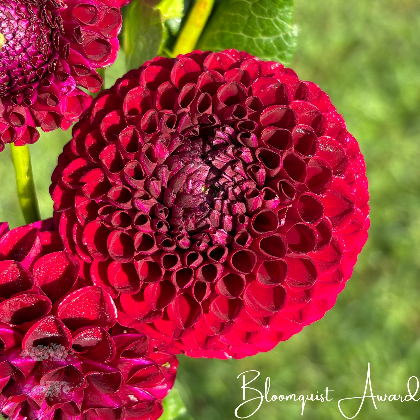 
                  
                    Bloomquist Award Dahlia Tuber
                  
                