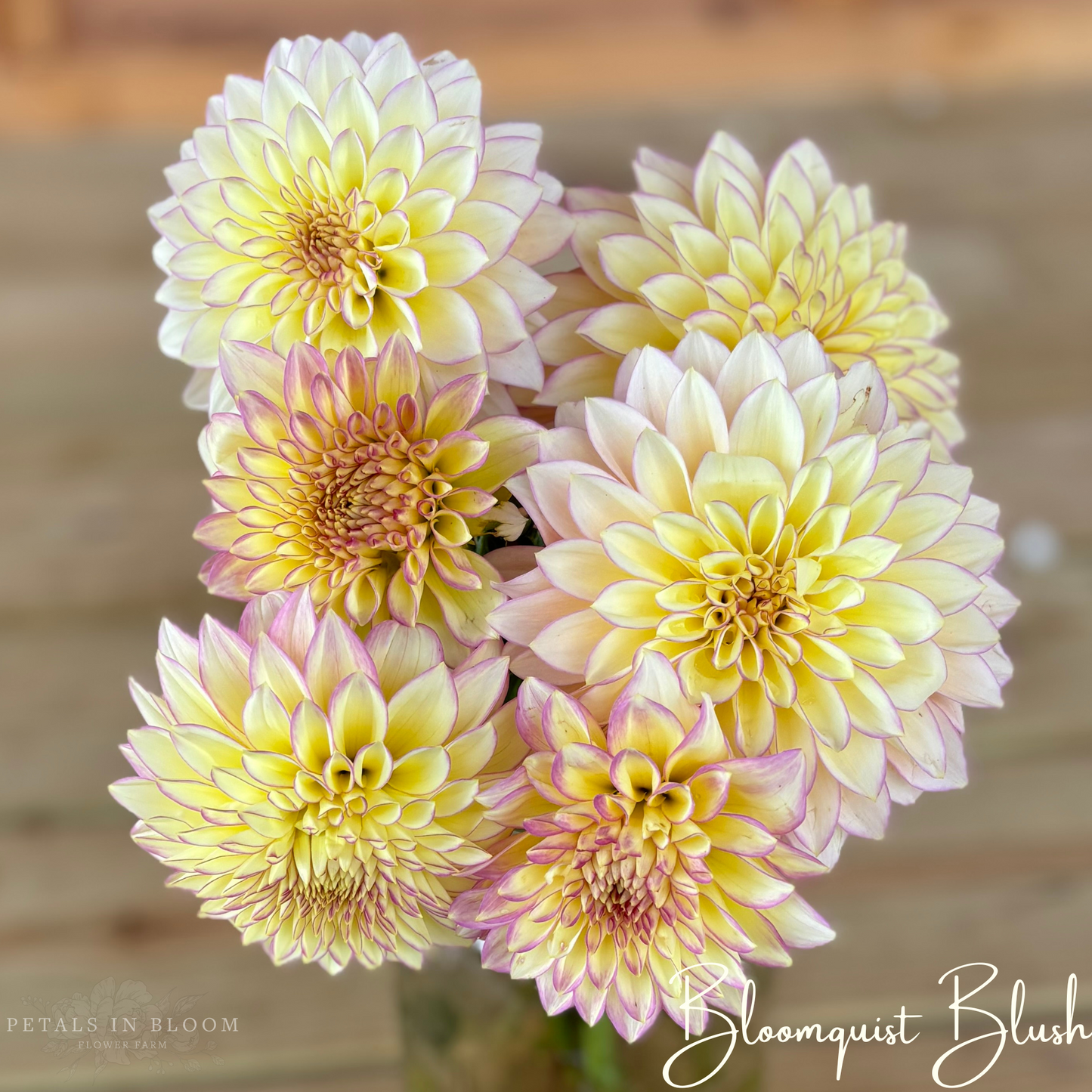 
                  
                    Bloomquist Blush Dahlia Tuber
                  
                