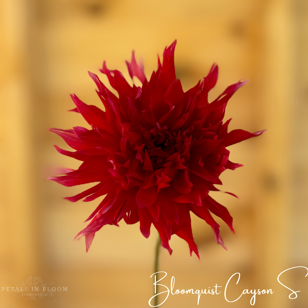 Bloomquist Cayson S Dahlia Tuber