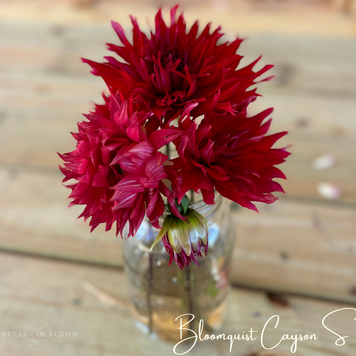 
                  
                    Bloomquist Cayson S Dahlia Tuber
                  
                