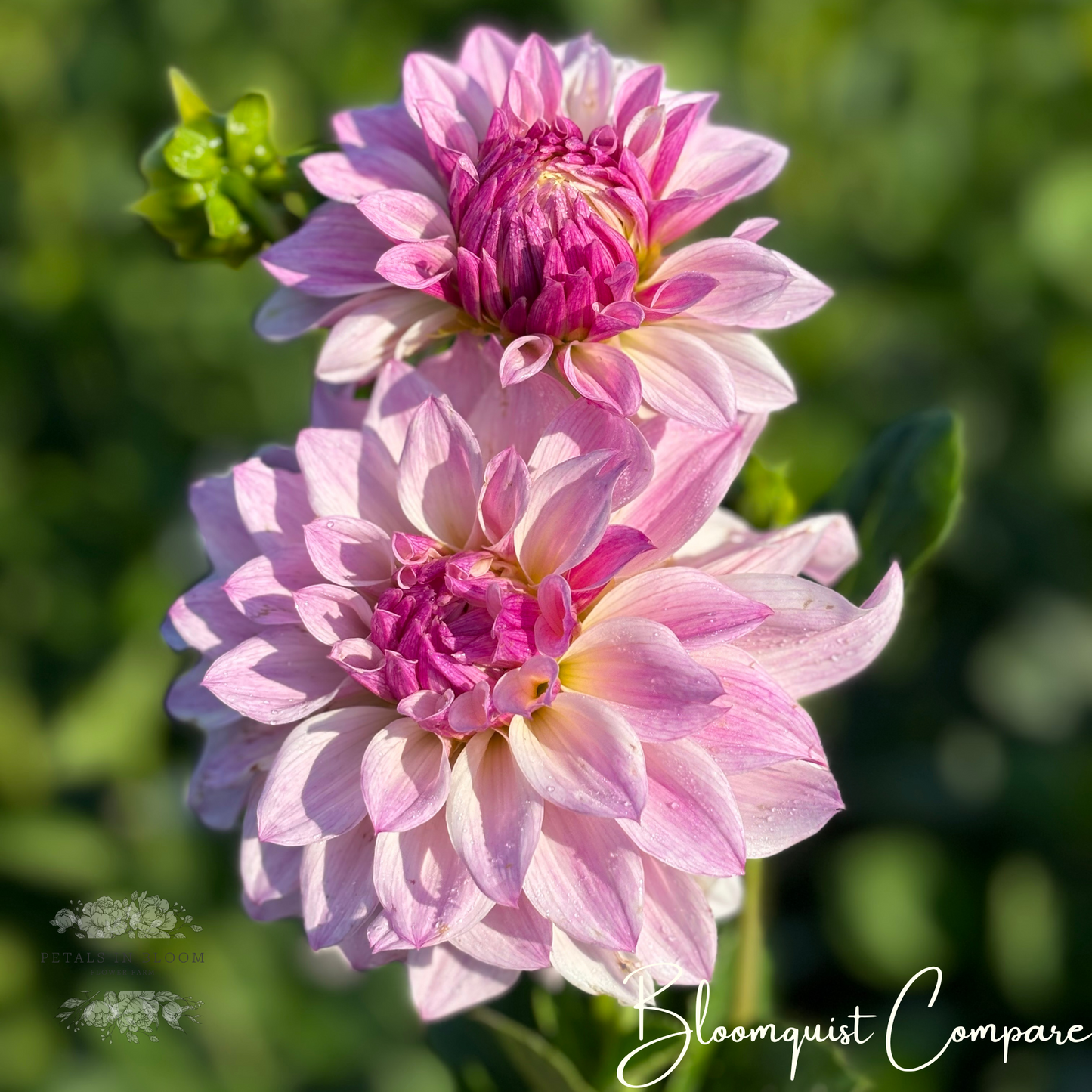 
                  
                    Bloomquist Compare Dahlia Tuber
                  
                