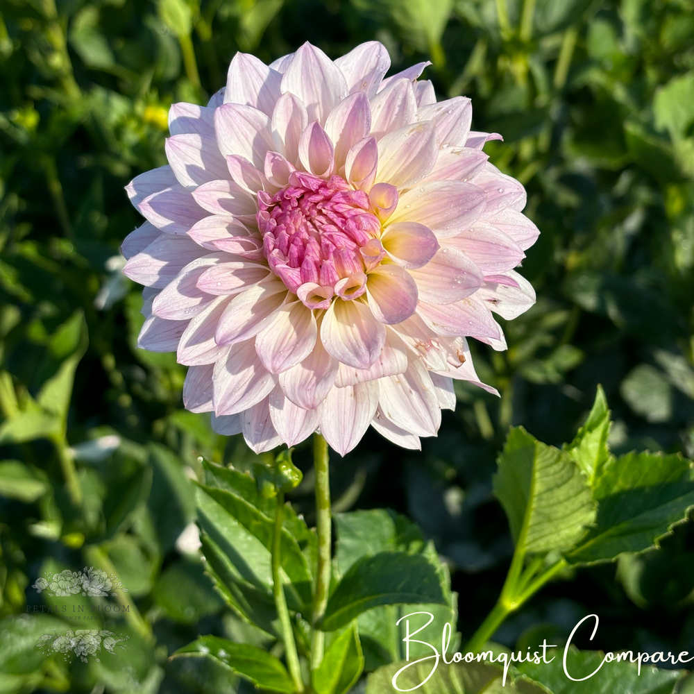 Bloomquist Compare Dahlia Tuber