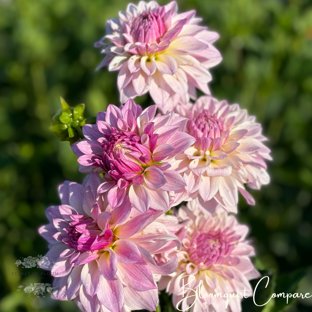 
                  
                    Bloomquist Compare Dahlia Tuber
                  
                