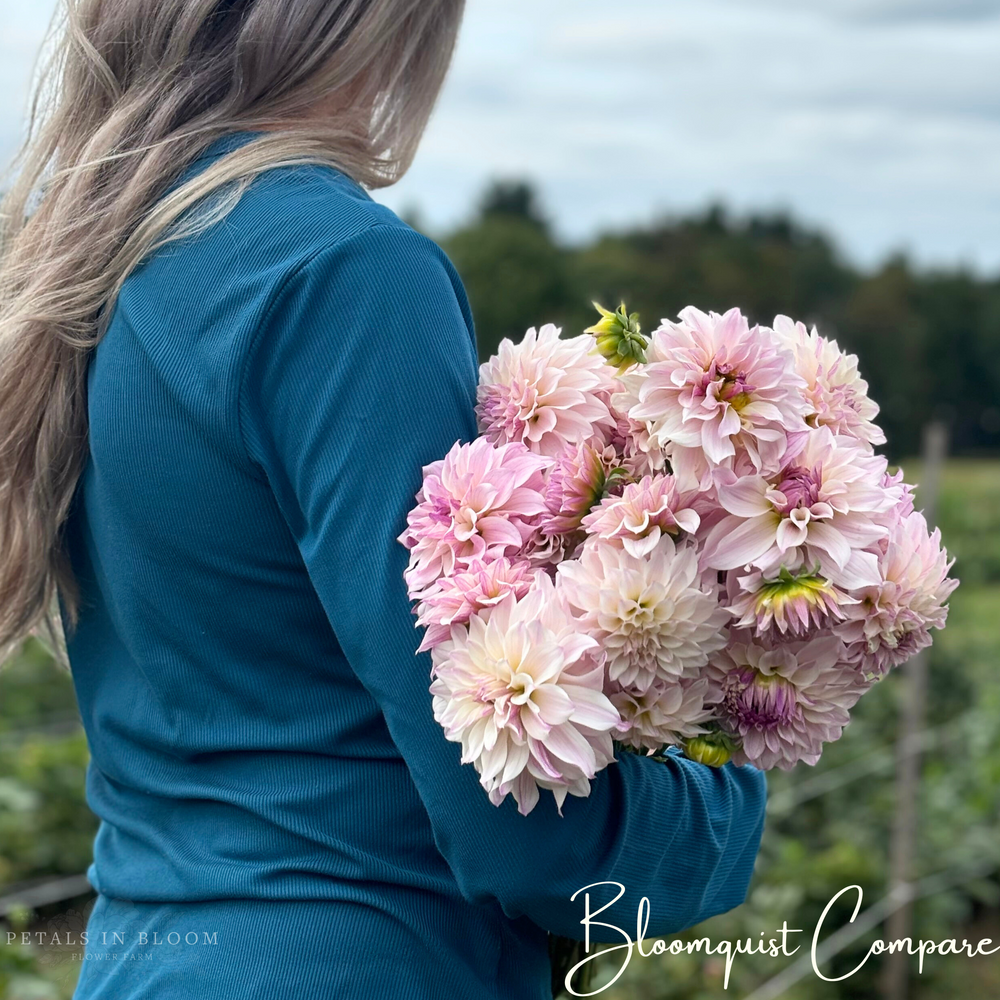 Bloomquist Compare Dahlia Tuber – Petals In Bloom Flower Farm
