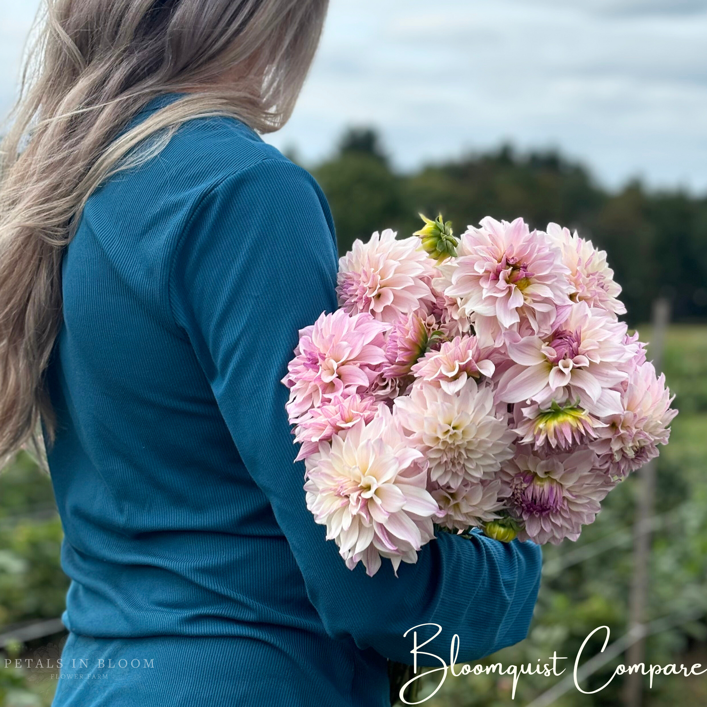 
                  
                    Bloomquist Compare Dahlia Tuber
                  
                