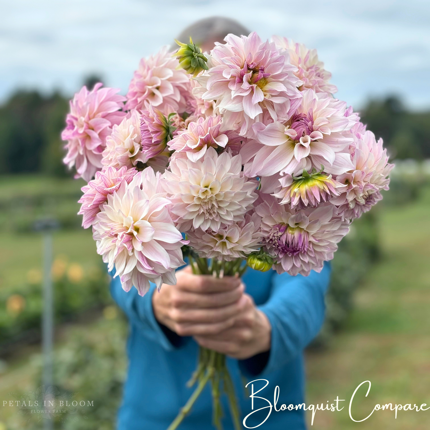 
                  
                    Bloomquist Compare Dahlia Tuber
                  
                