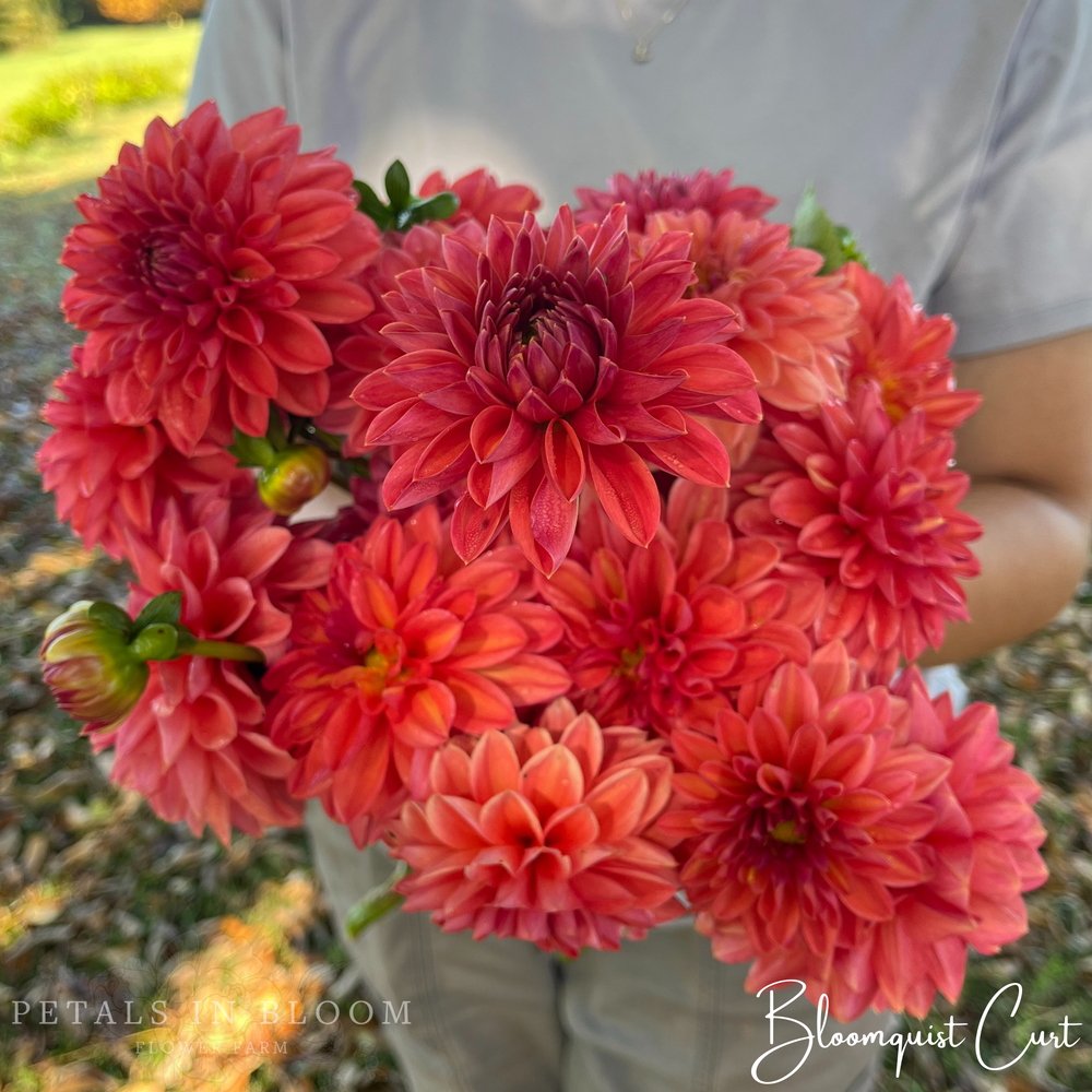 
                  
                    Bloomquist Curt Dahlia Tubers
                  
                