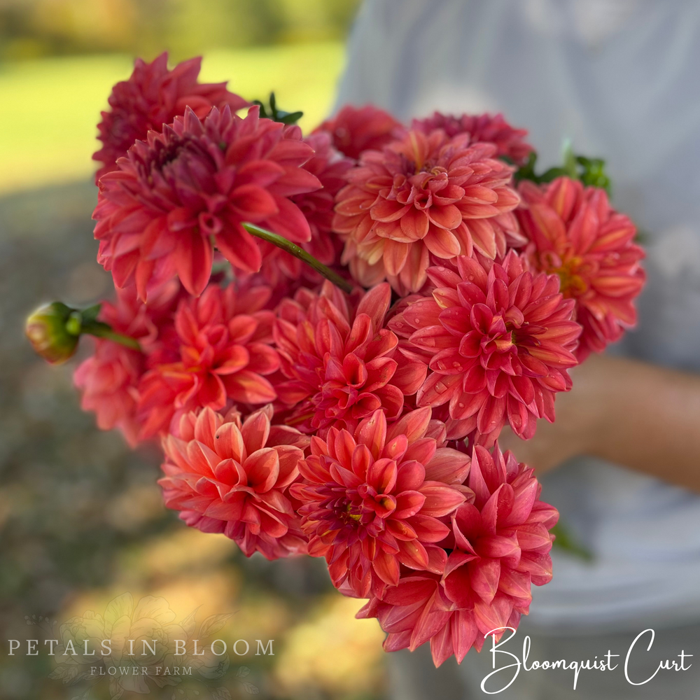 Bloomquist Curt Dahlia Tubers