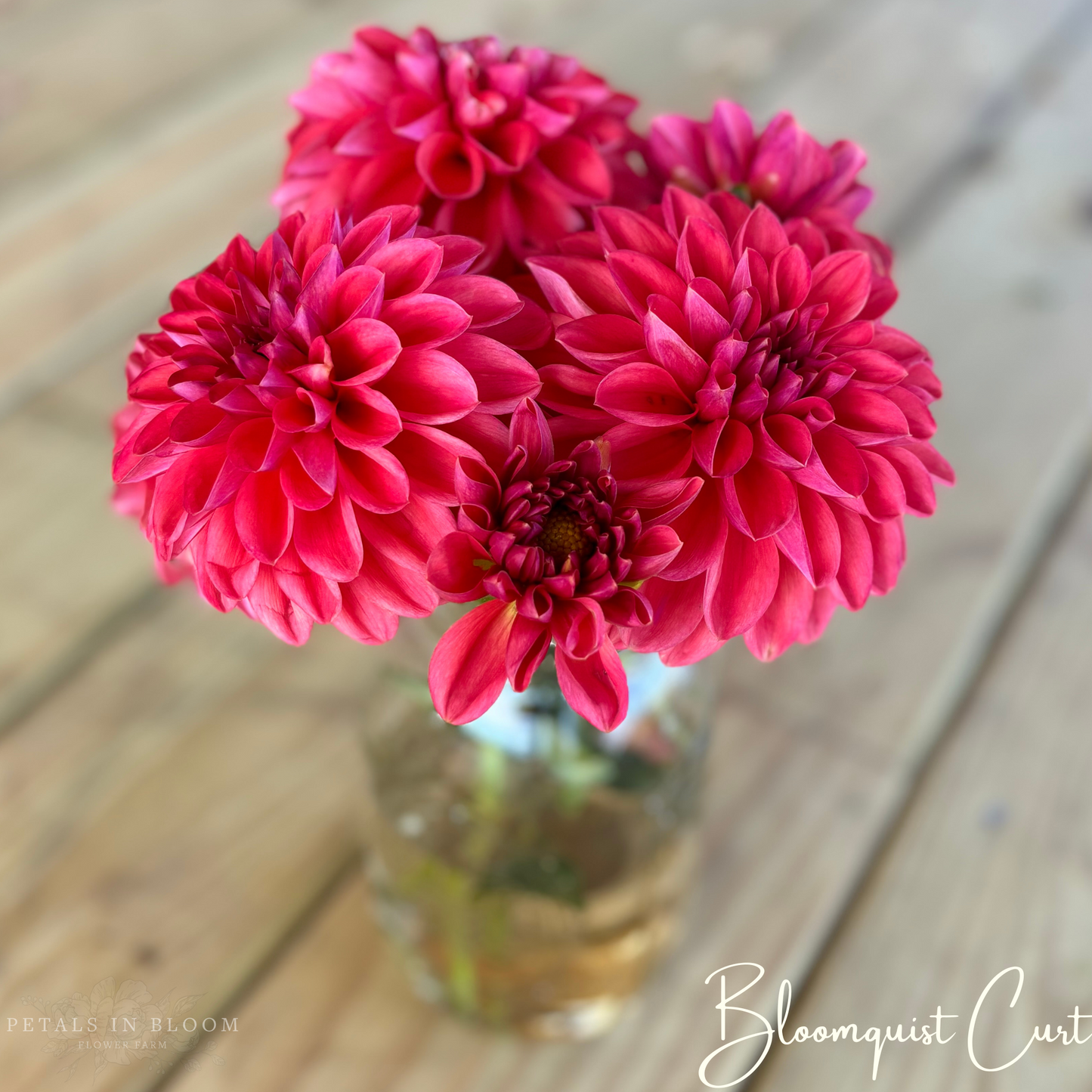 
                  
                    Bloomquist Curt Dahlia Tubers
                  
                