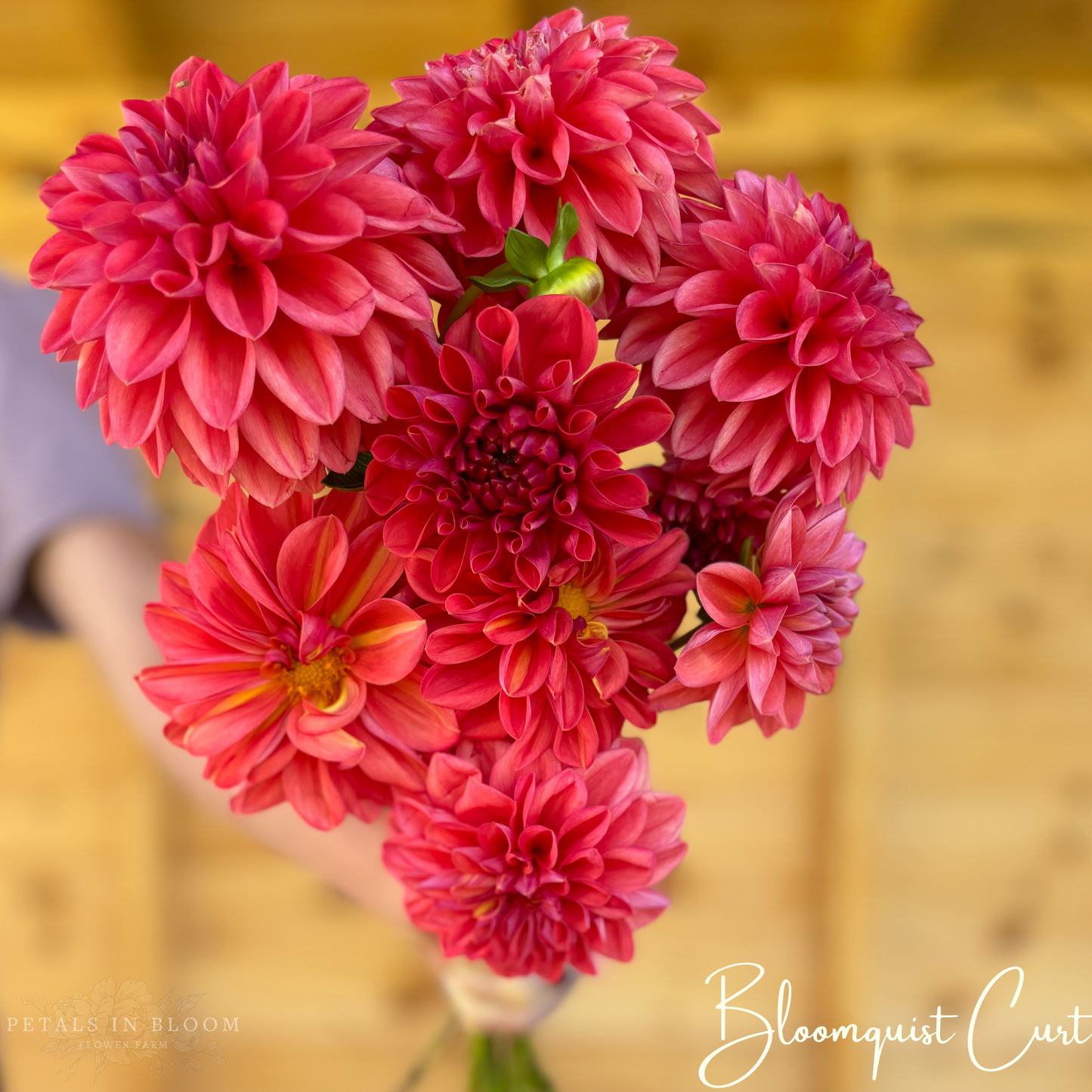 
                  
                    Bloomquist Curt Dahlia Tubers
                  
                