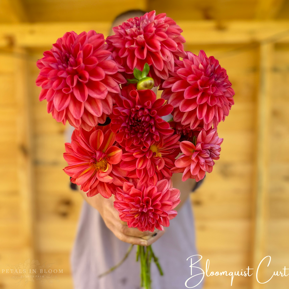 Bloomquist Curt Dahlia Tubers