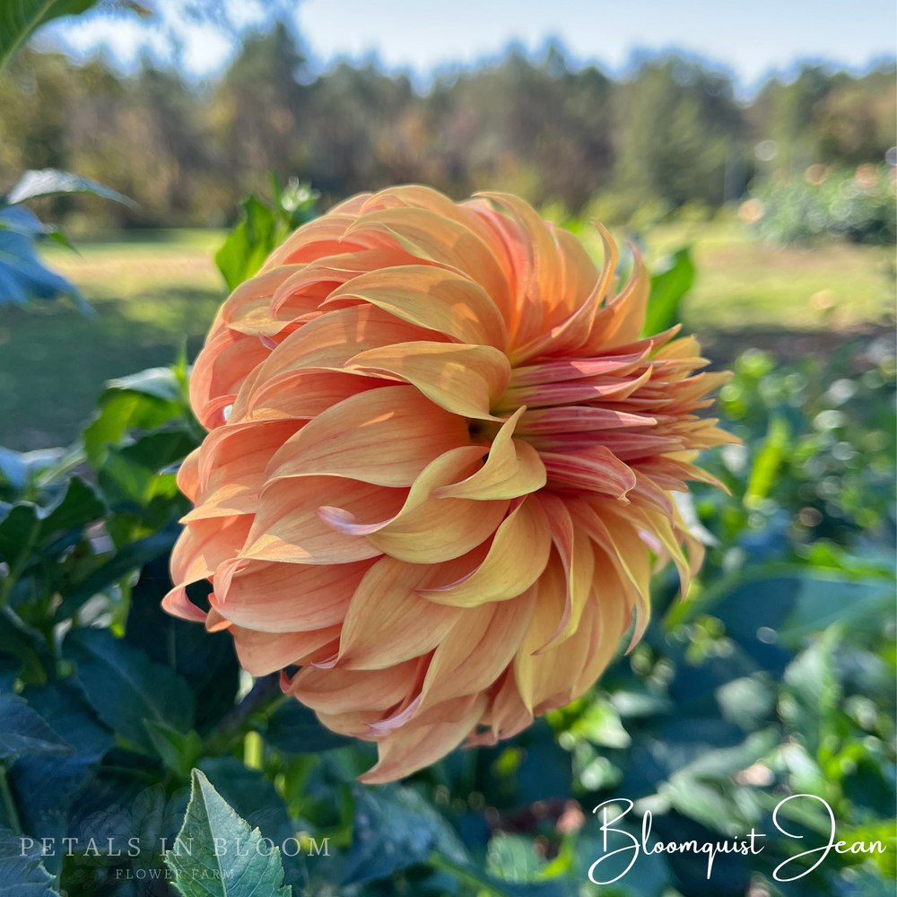 
                  
                    Bloomquist Jean Dahlia Tuber
                  
                