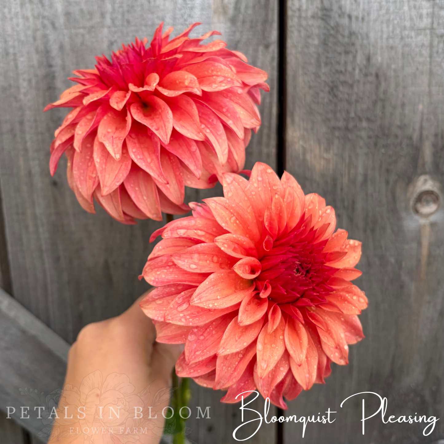 
                  
                    Bloomquist Pleasing Dahlia Tuber
                  
                