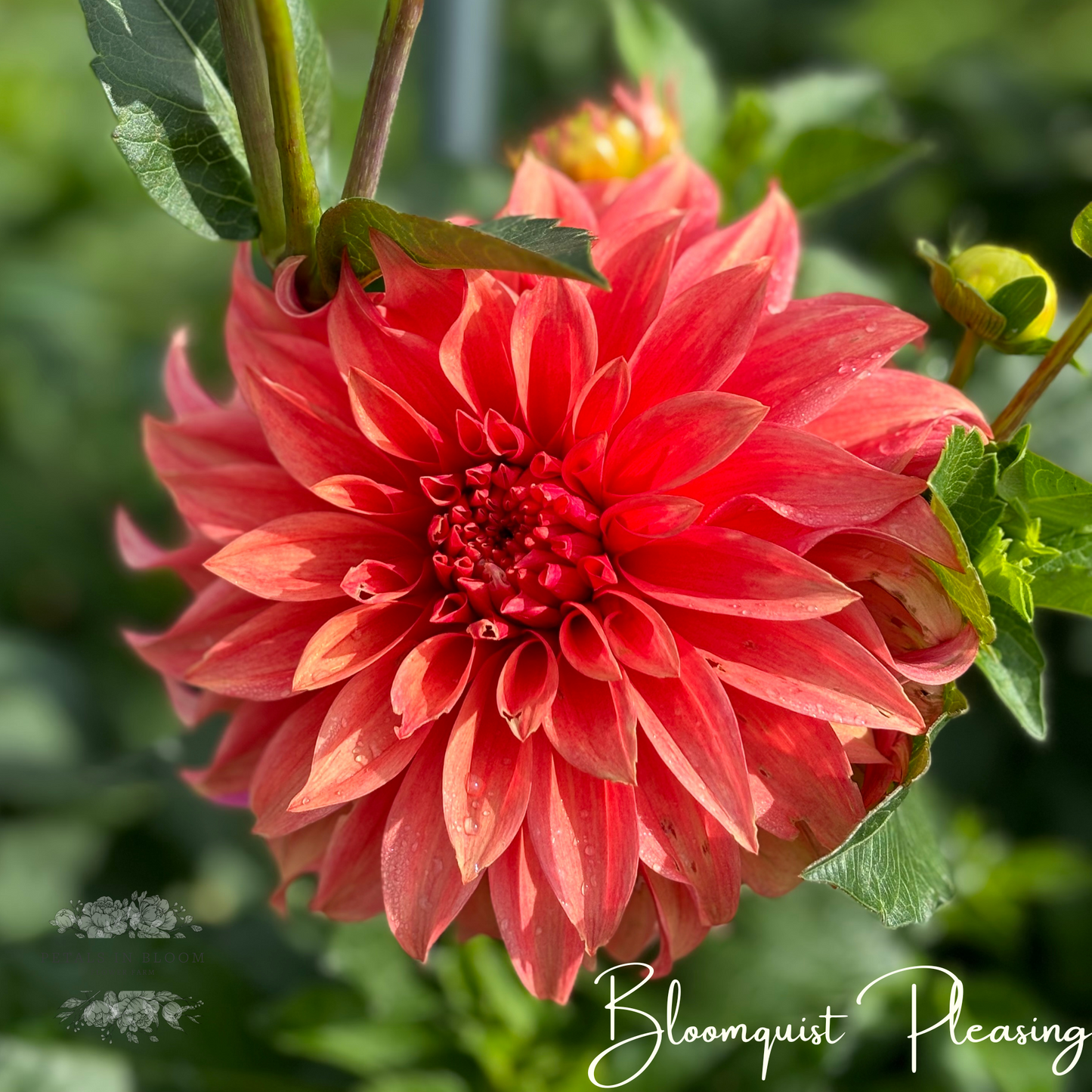 
                  
                    Bloomquist Pleasing Dahlia Tuber
                  
                