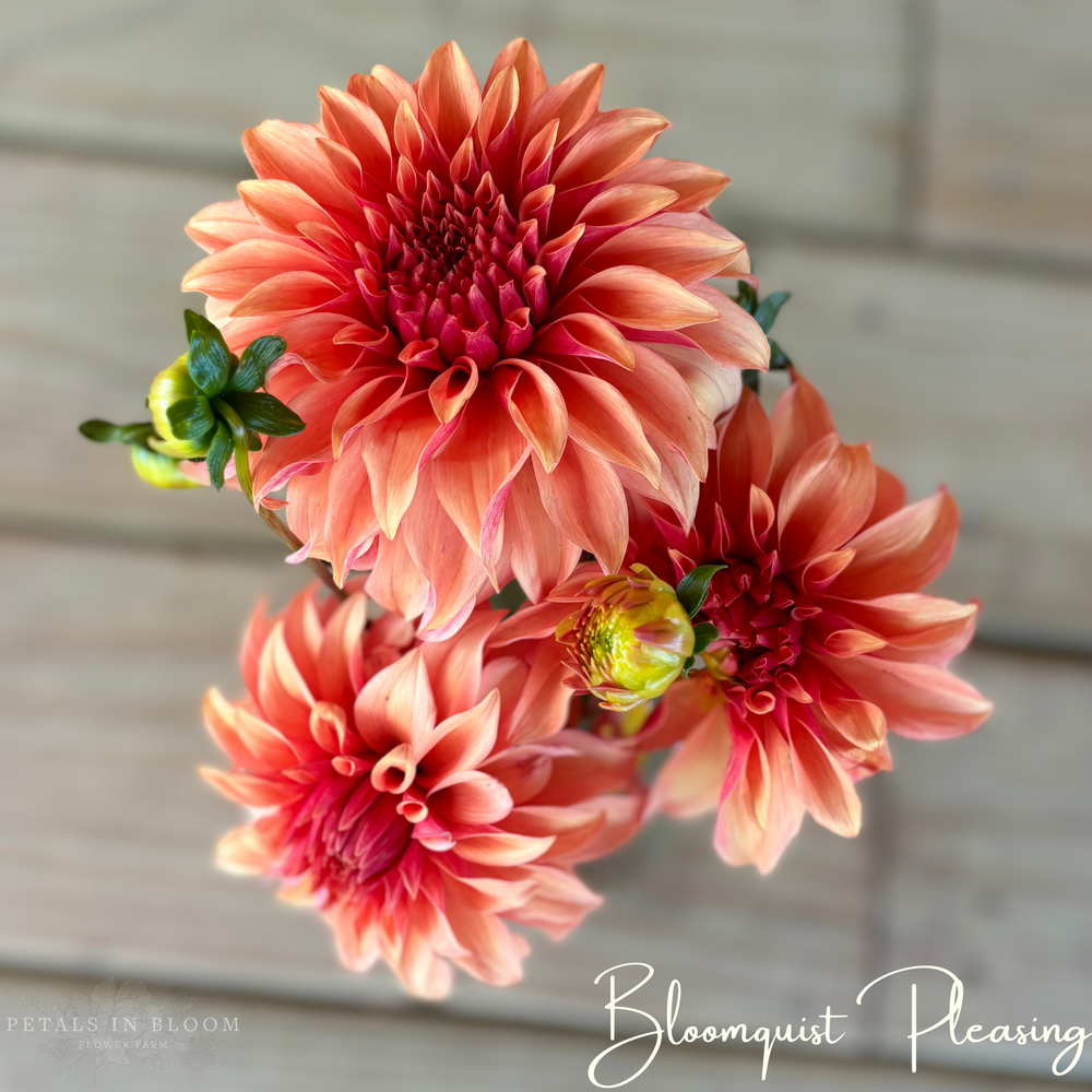 Bloomquist Pleasing Dahlia Tuber