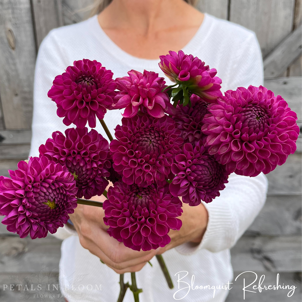 Bloomquist Refreshing Dahlia Tubers