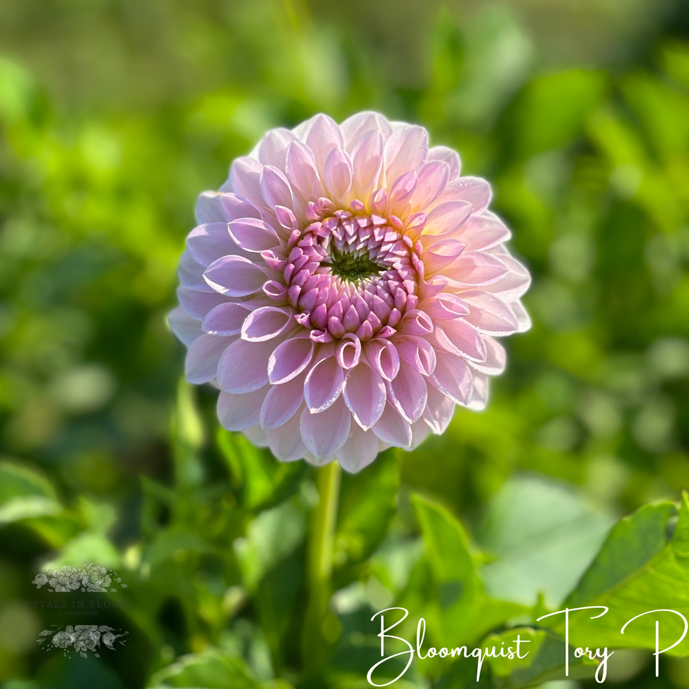 
                  
                    Bloomquist Tory P Dahlia Tuber
                  
                