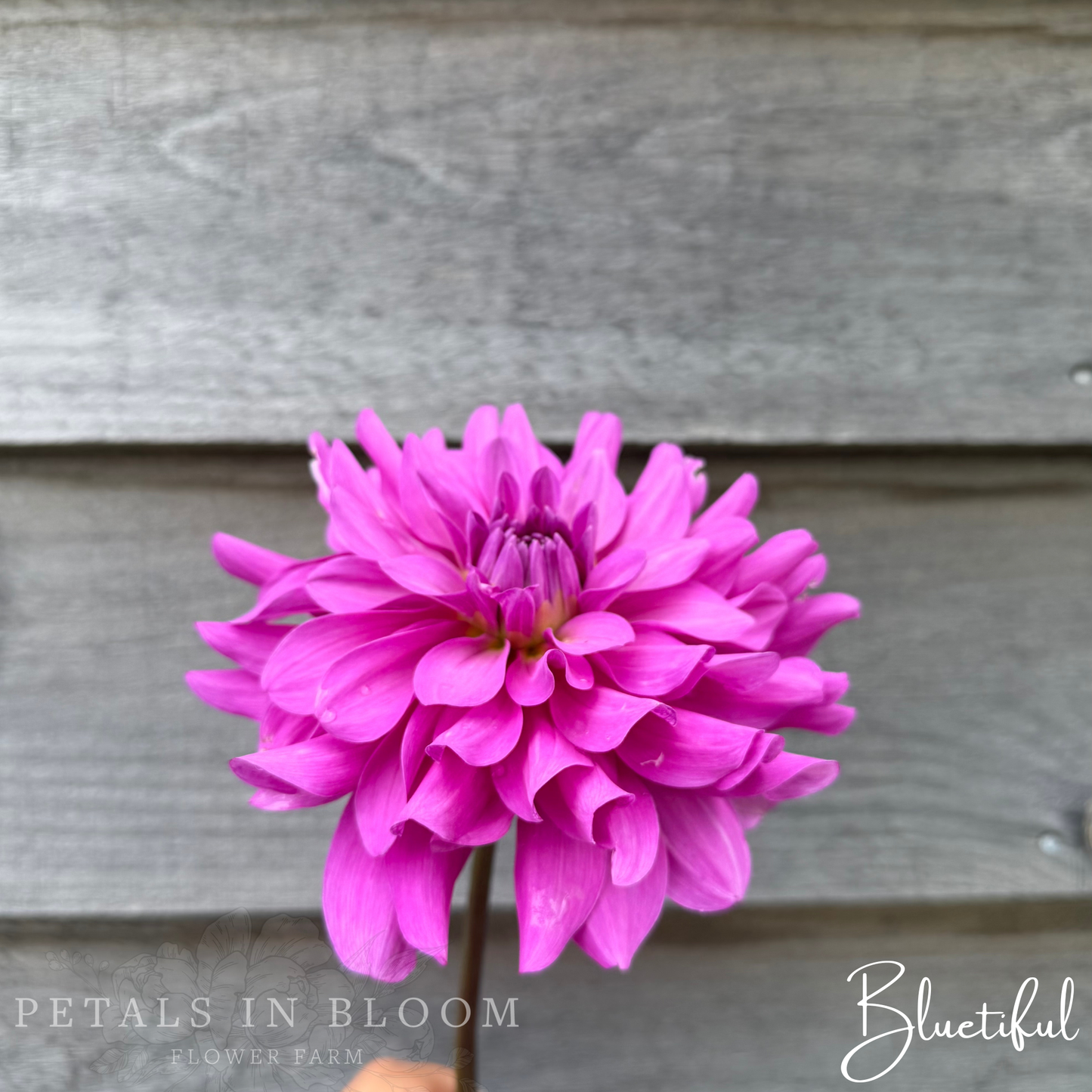 
                  
                    Bluetiful Dahlia Tubers
                  
                