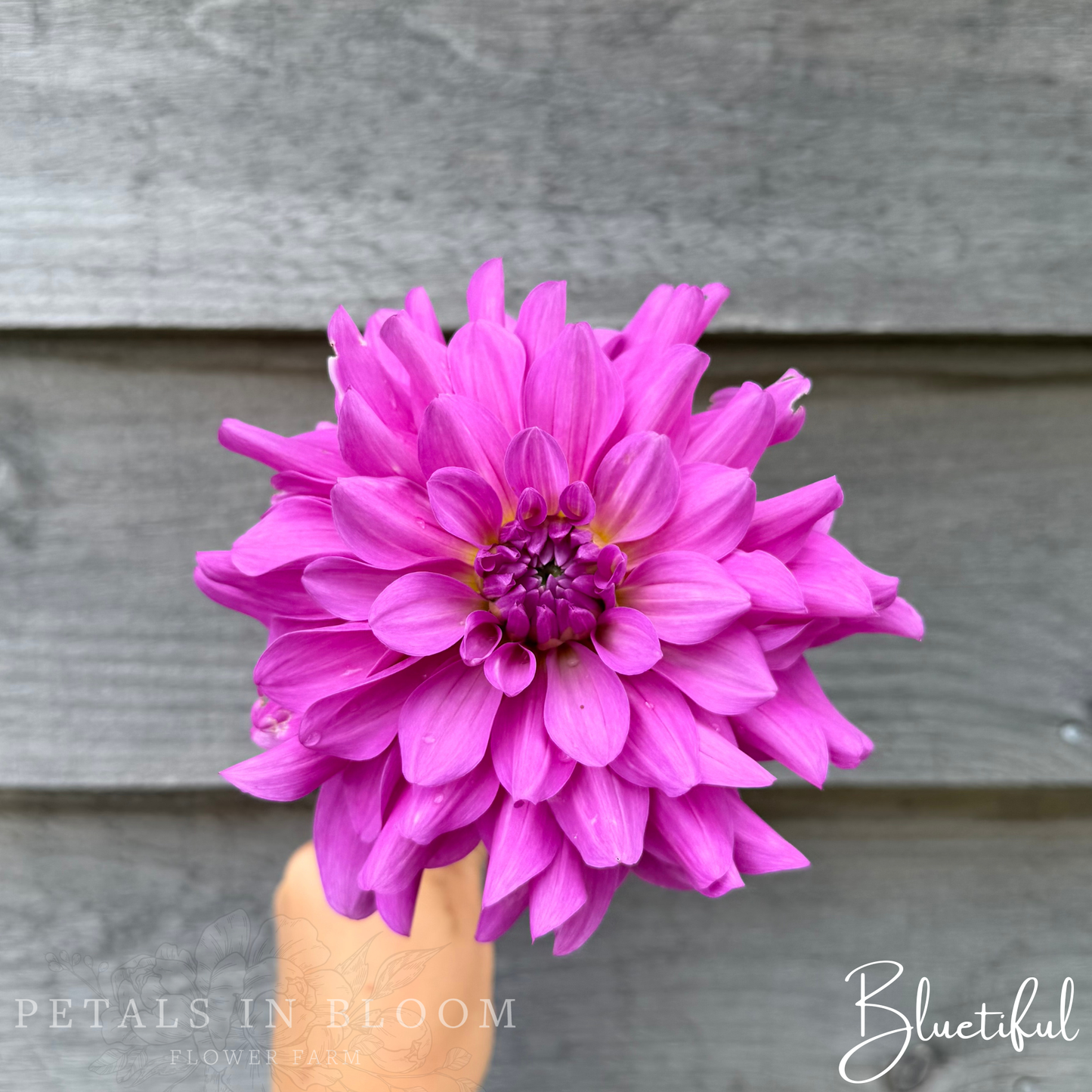 
                  
                    Bluetiful Dahlia Tubers
                  
                