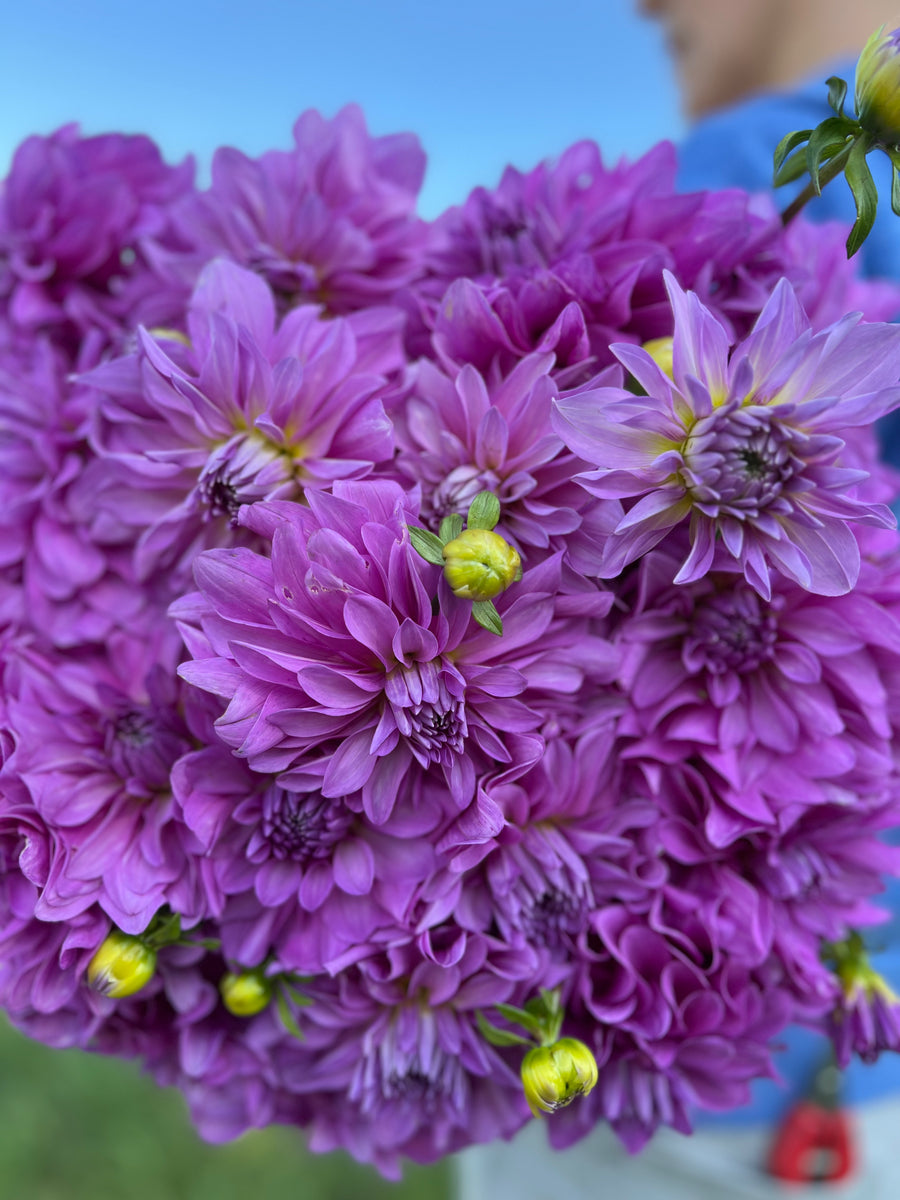 Bluetiful Dahlia Tubers Petals In Bloom Flower Farm