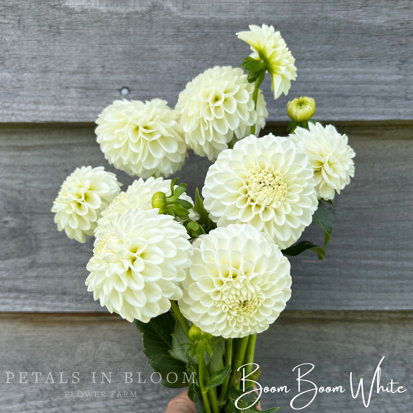 
                  
                    Boom Boom White Dahlia Tubers
                  
                