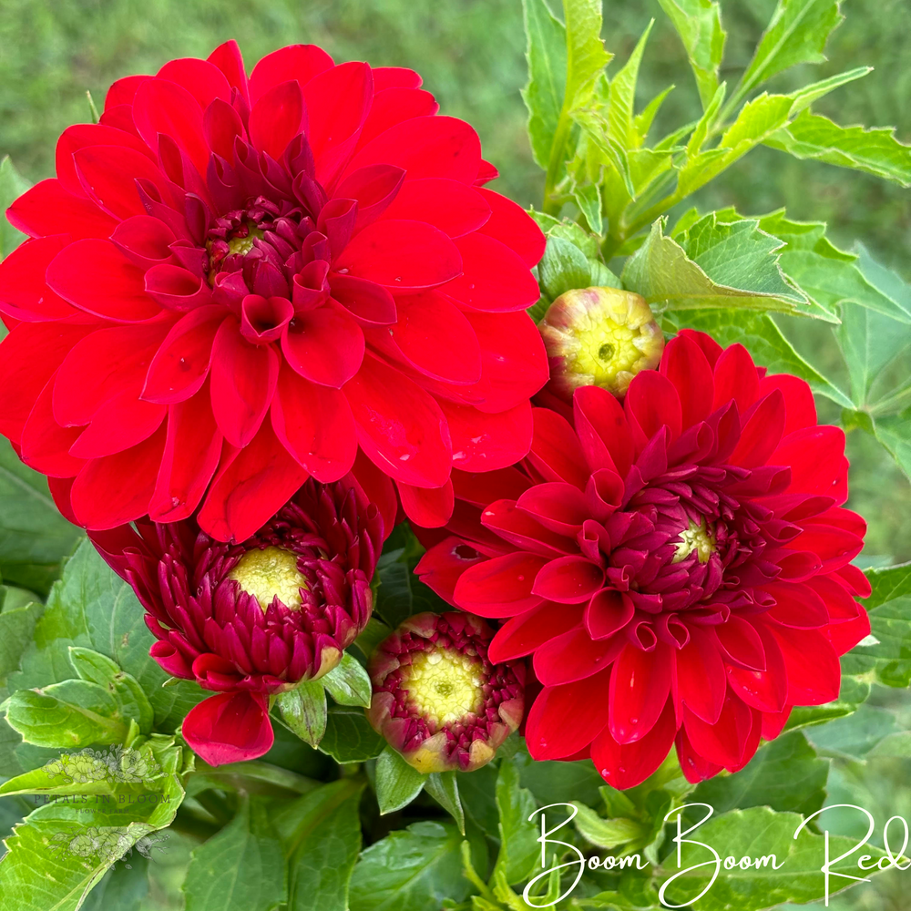 Boom Boom Red Dahlia Tuber