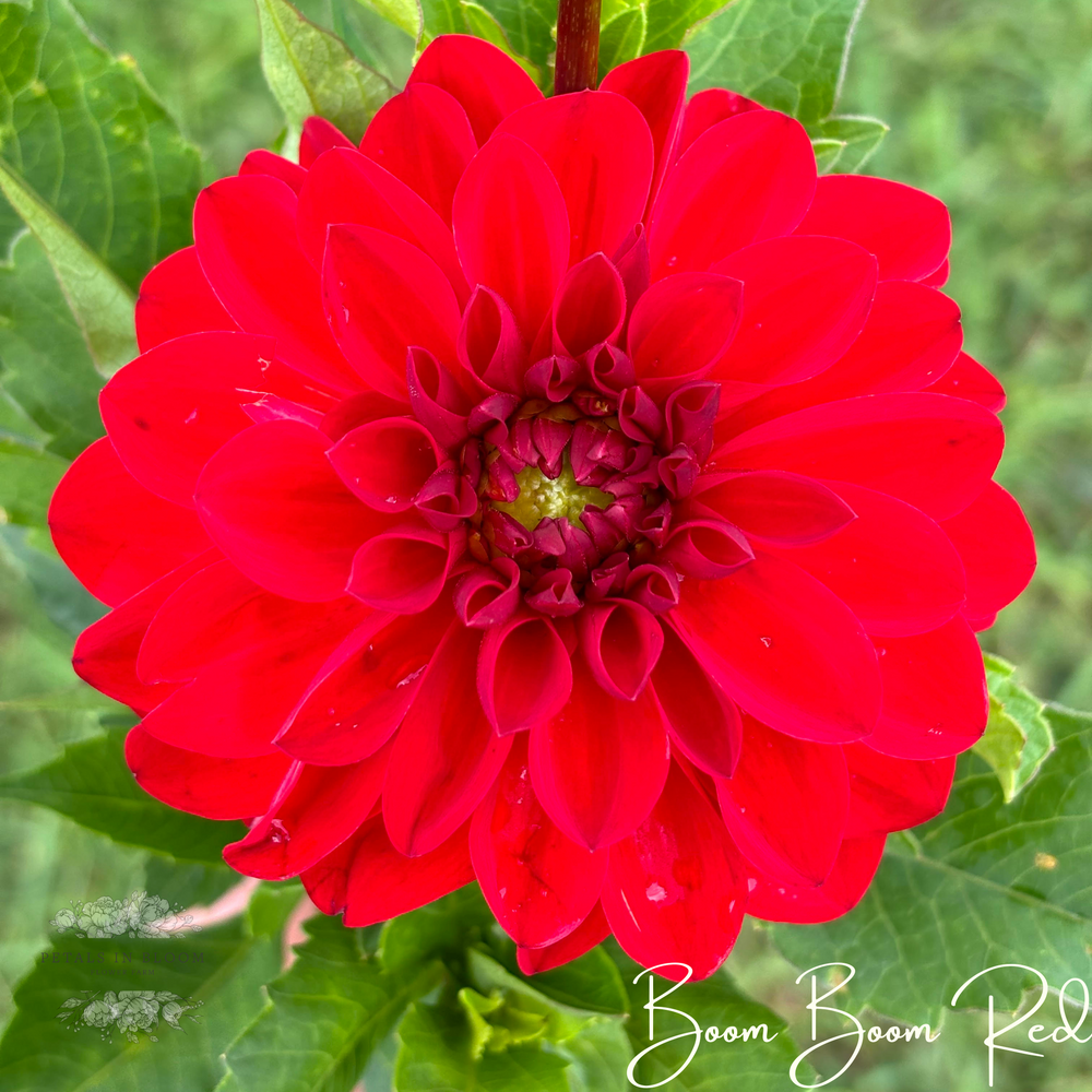 
                  
                    Boom Boom Red Dahlia Tuber
                  
                