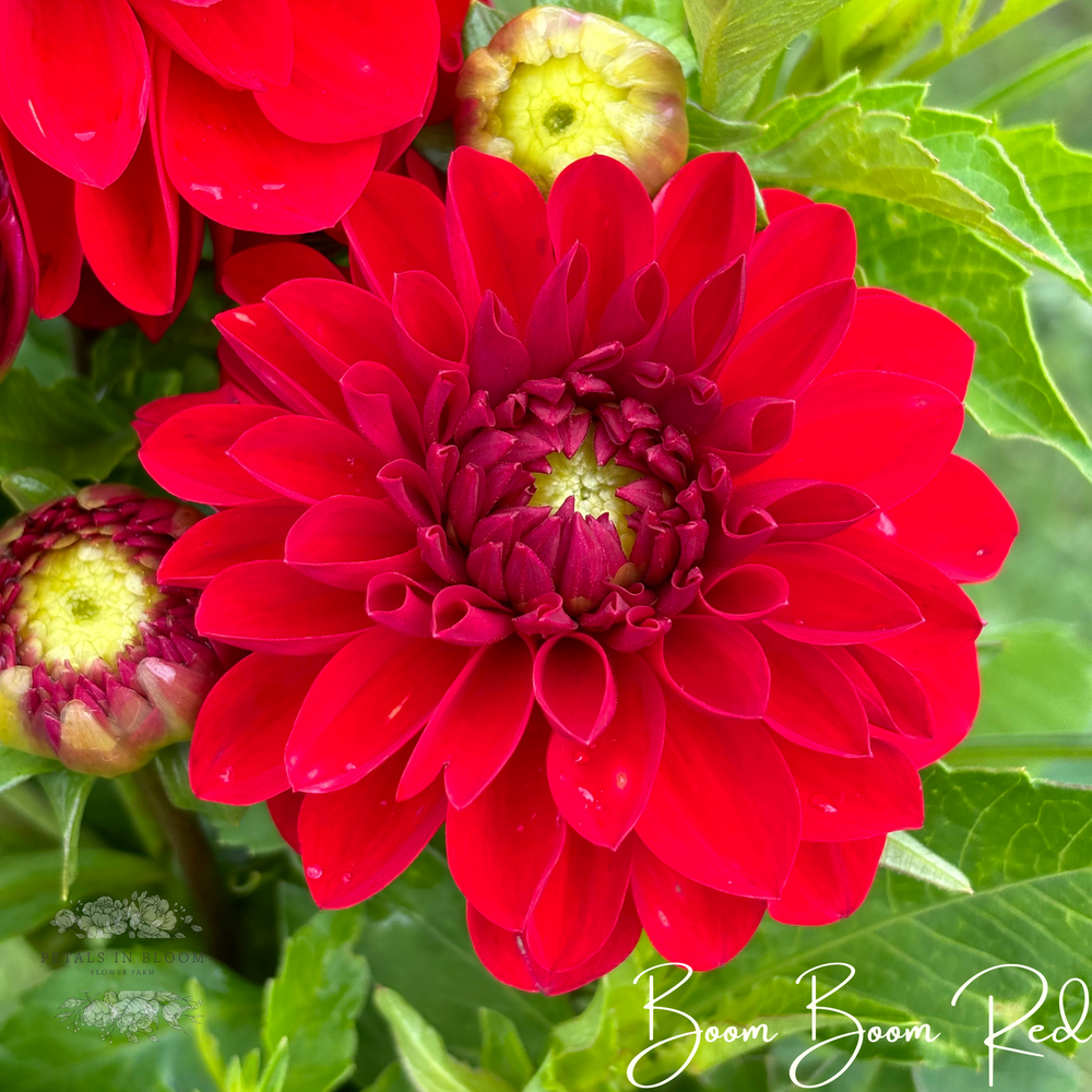 
                  
                    Boom Boom Red Dahlia Tuber
                  
                