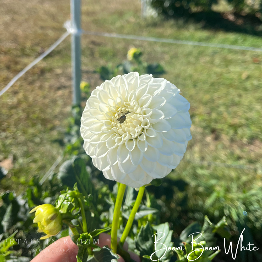 Boom Boom White Dahlia Tubers