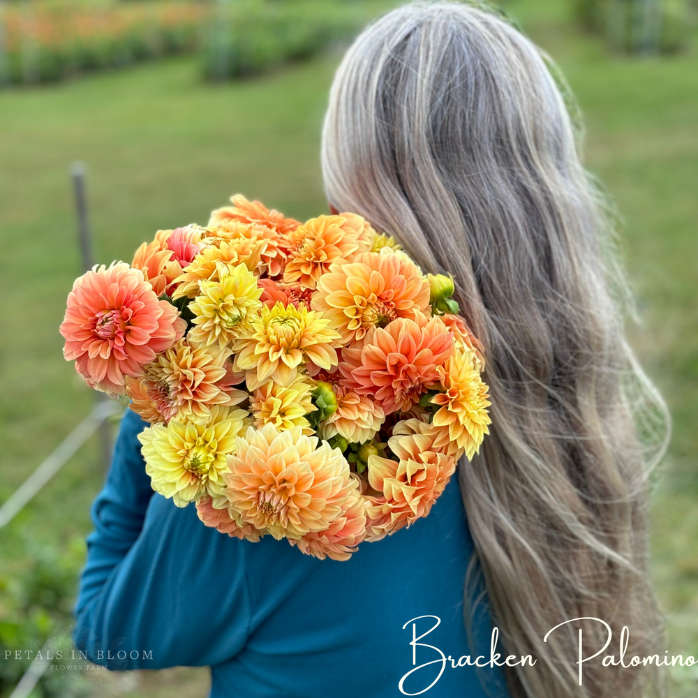 
                  
                    Bracken Palomino Dahlia Tubers
                  
                