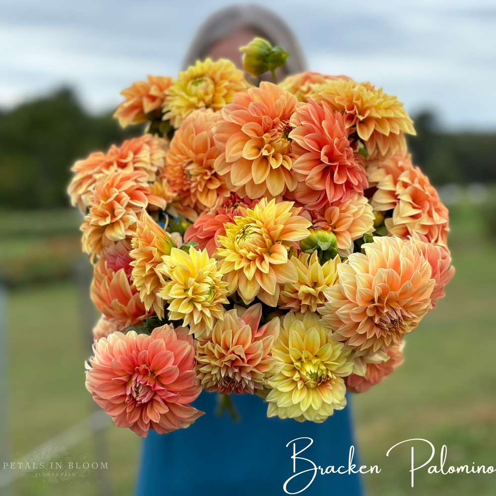 Bracken Palomino Dahlia Tubers