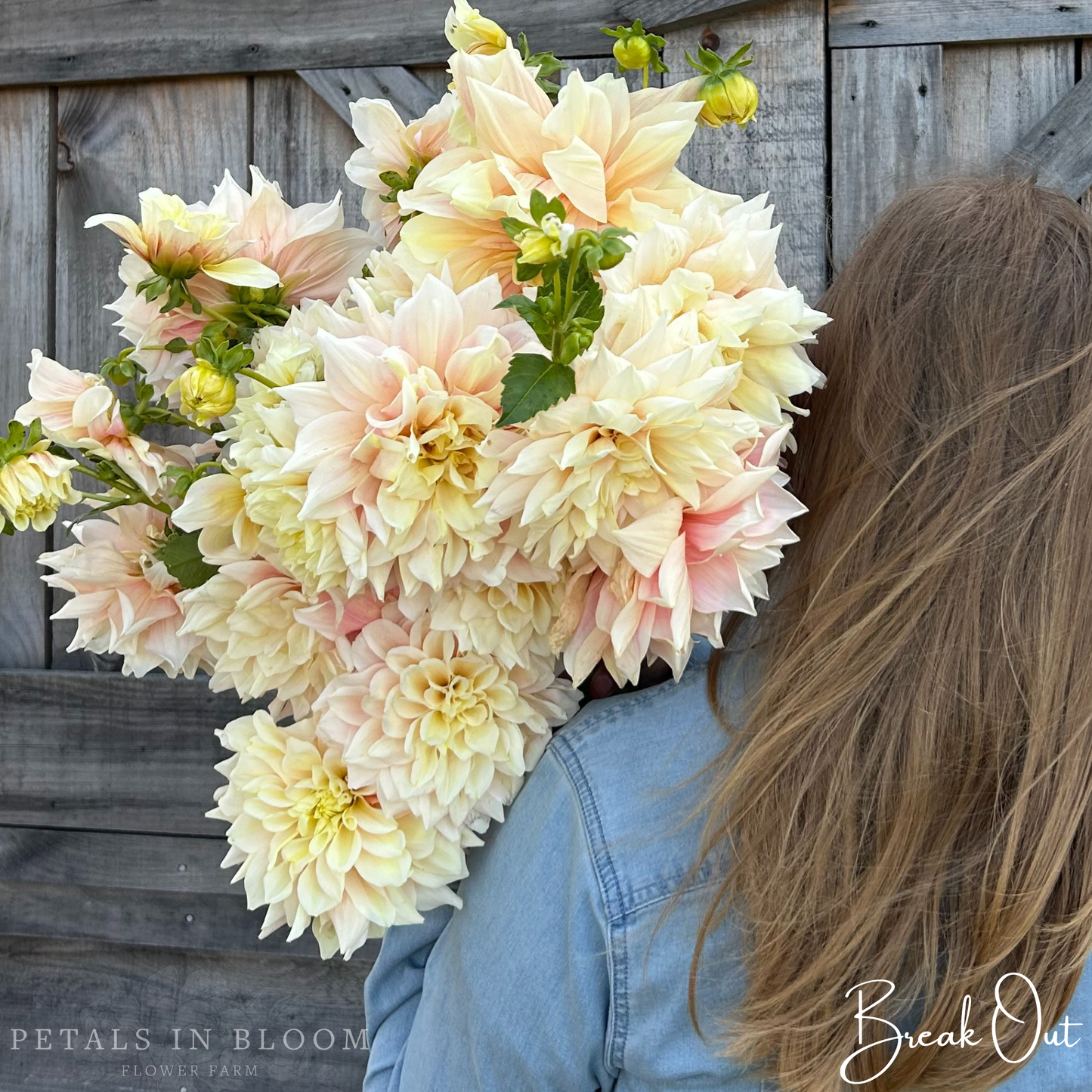 
                  
                    Break Out Dahlia Tubers
                  
                