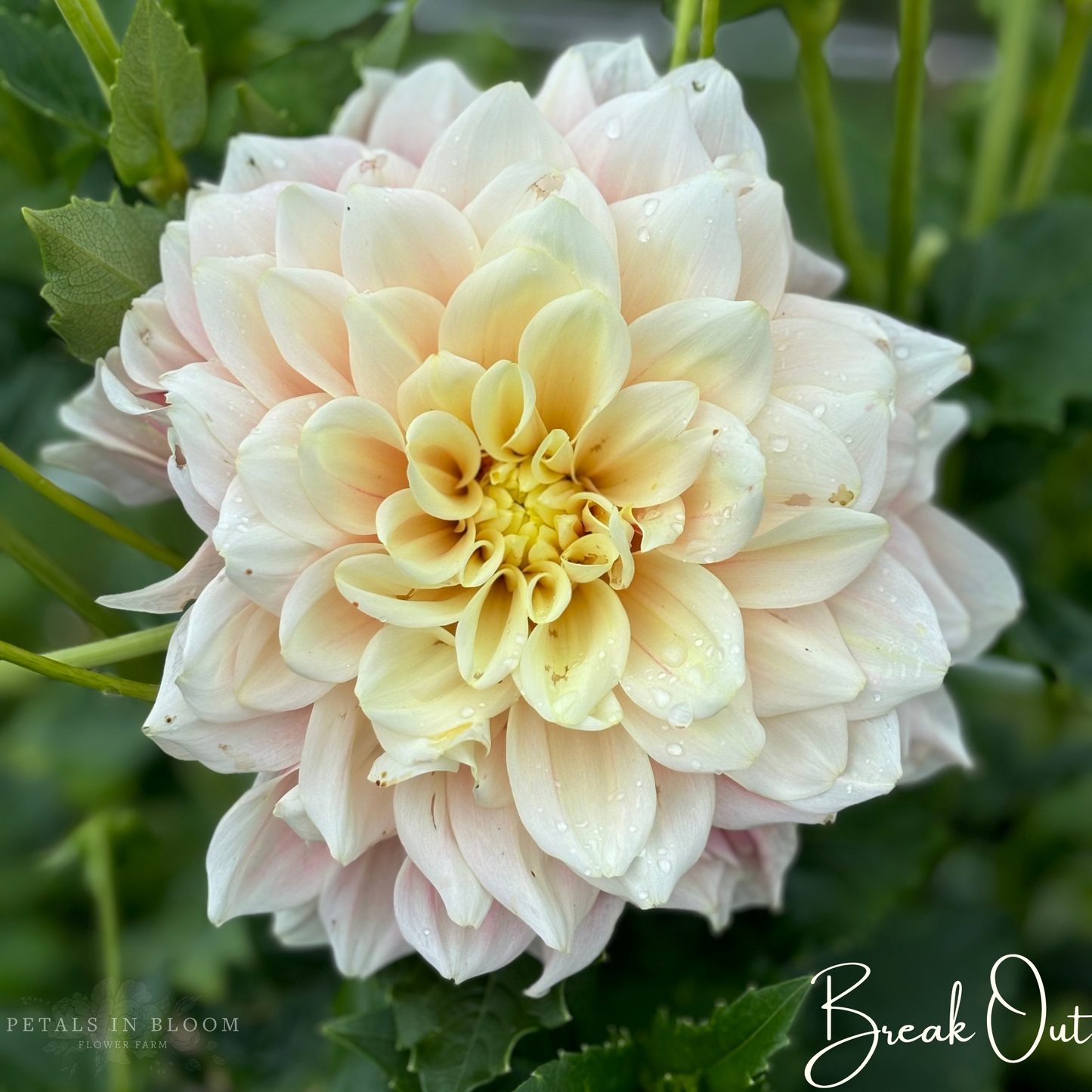 
                  
                    Break Out Dahlia Tubers
                  
                