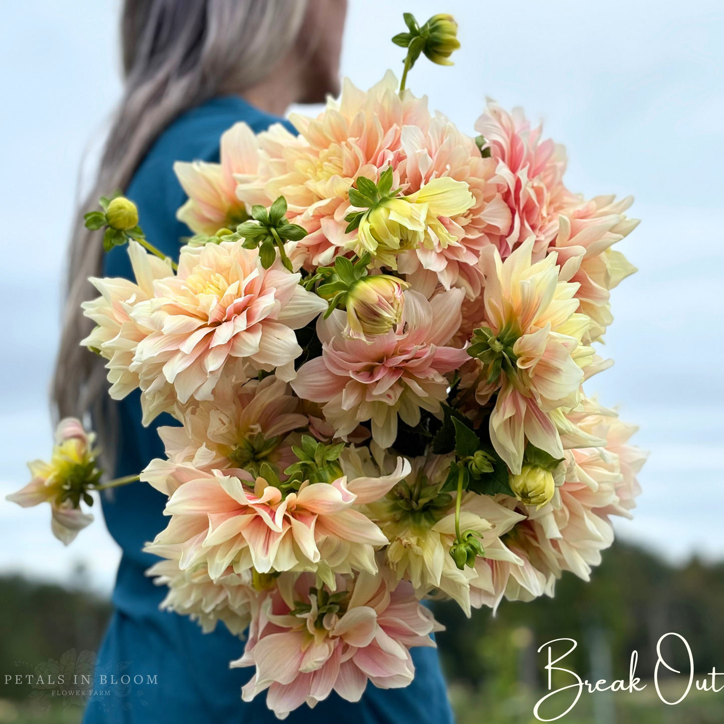 
                  
                    Break Out Dahlia Tubers
                  
                