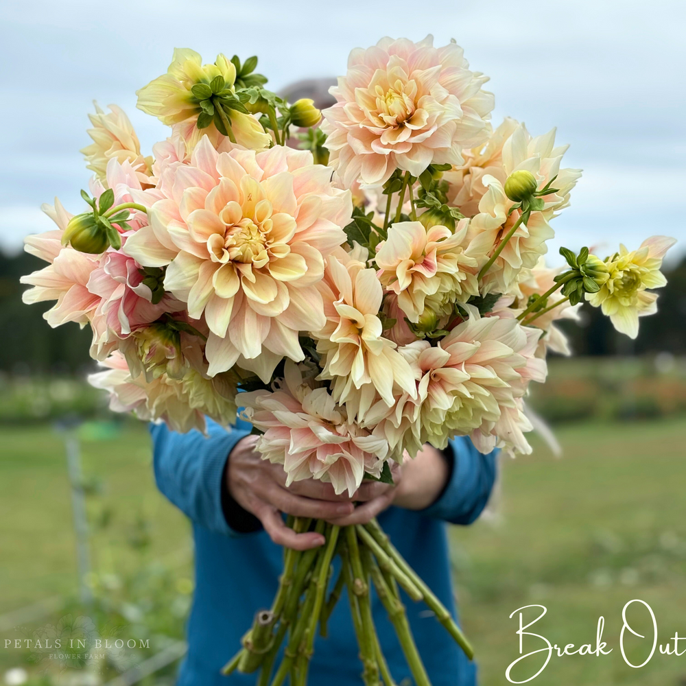 Break Out Dahlia Tubers