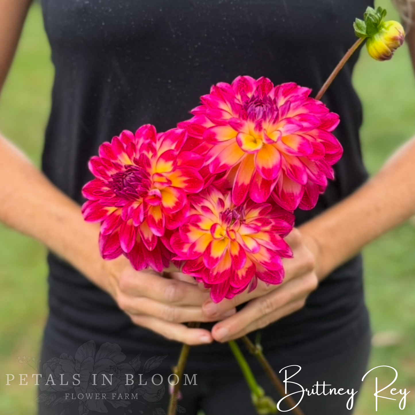 
                  
                    Brittney Rey Dahlia Tubers
                  
                