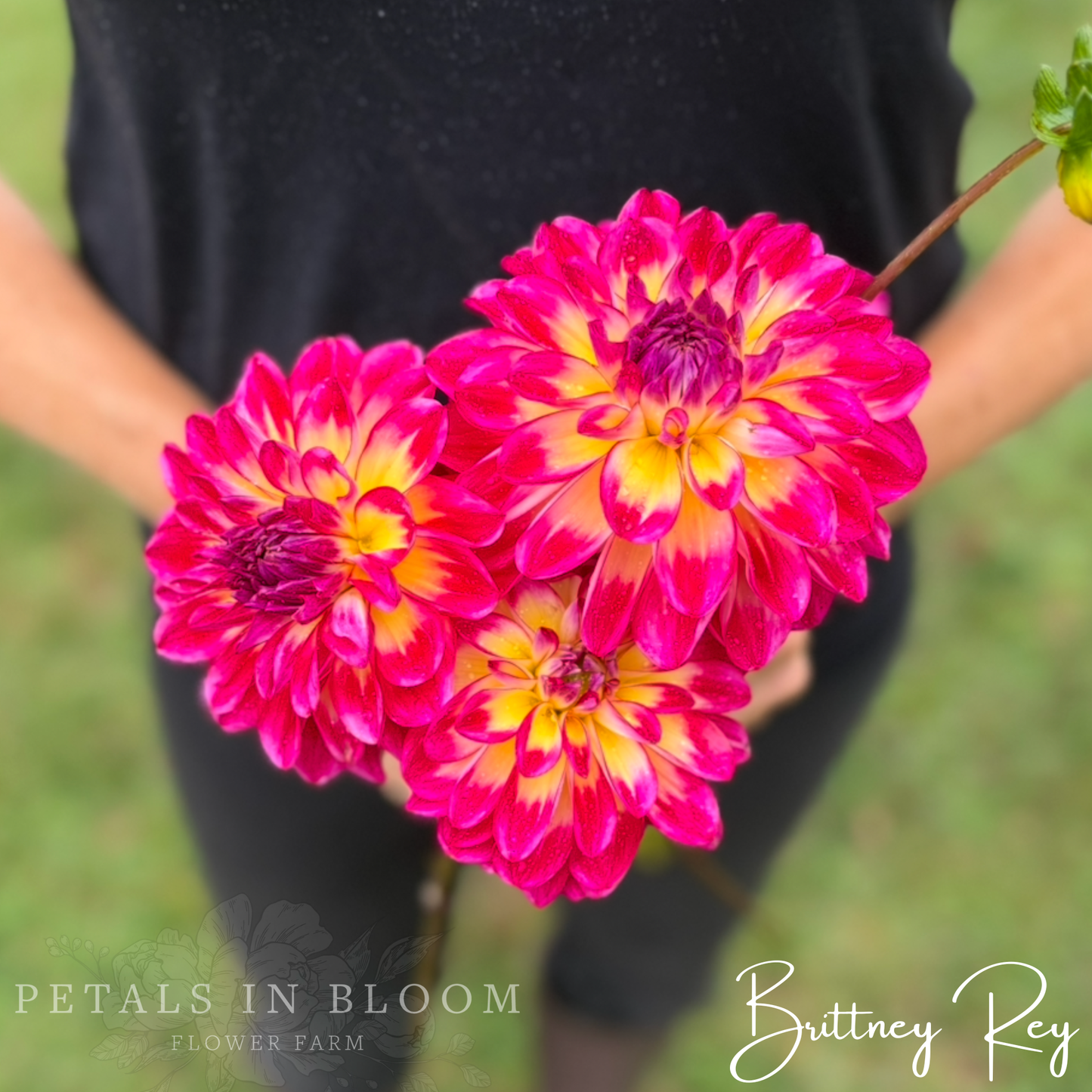 
                  
                    Brittney Rey Dahlia Tubers
                  
                