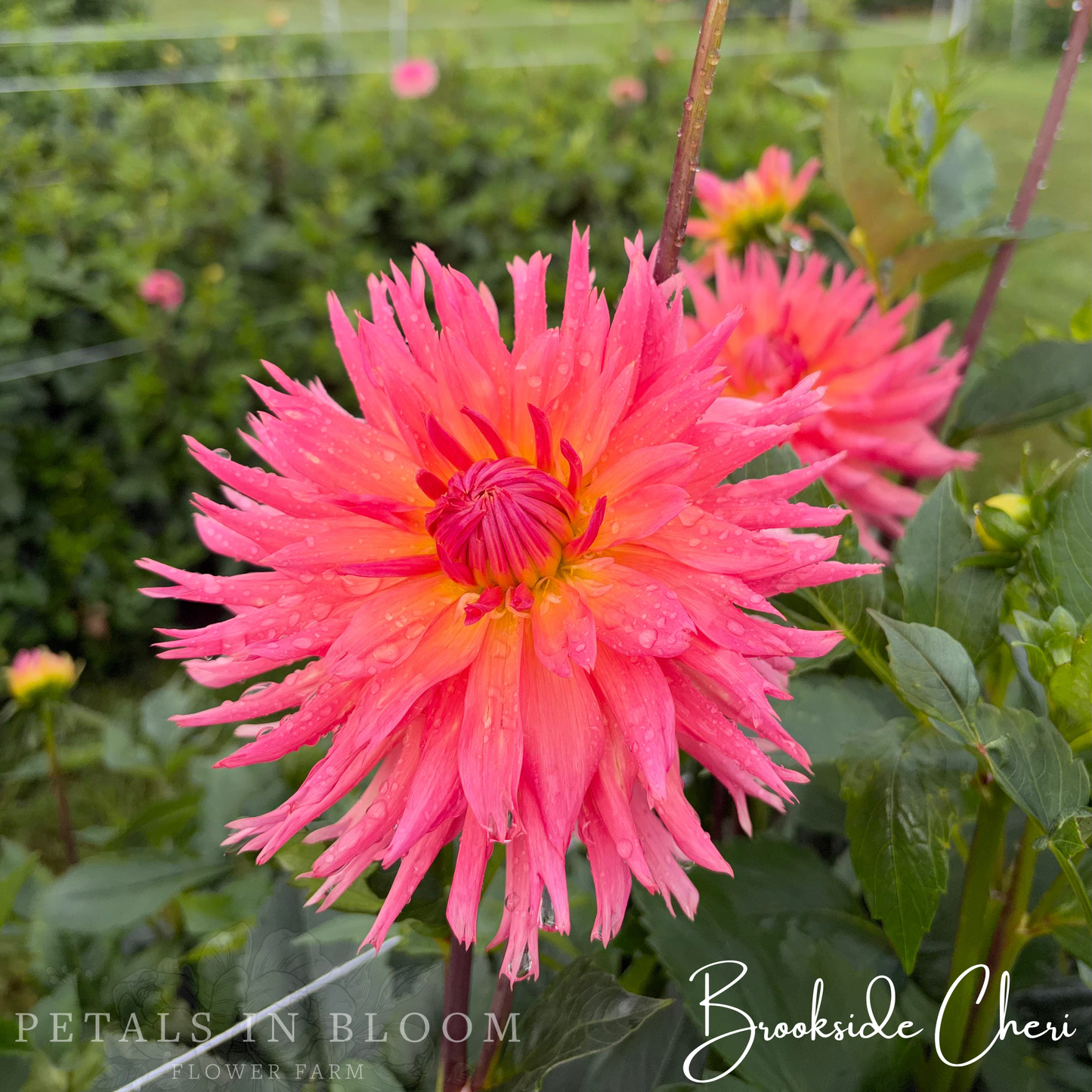 
                  
                    Brookside Cheri Dahlia Tubers
                  
                