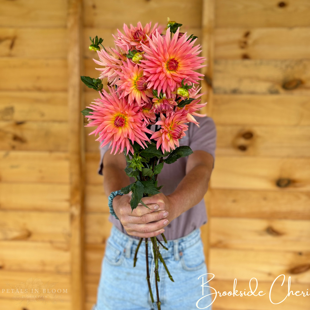 
                  
                    Brookside Cheri Dahlia Tubers
                  
                