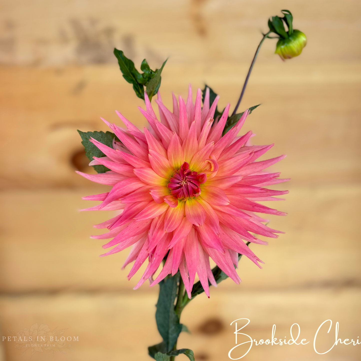 
                  
                    Brookside Cheri Dahlia Tubers
                  
                