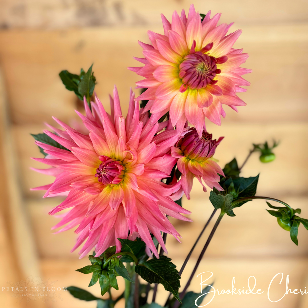 Brookside Cheri Dahlia Tubers